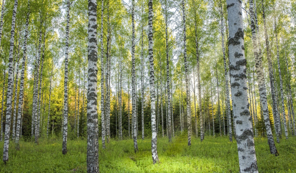 Красивые березы в березовой роще 