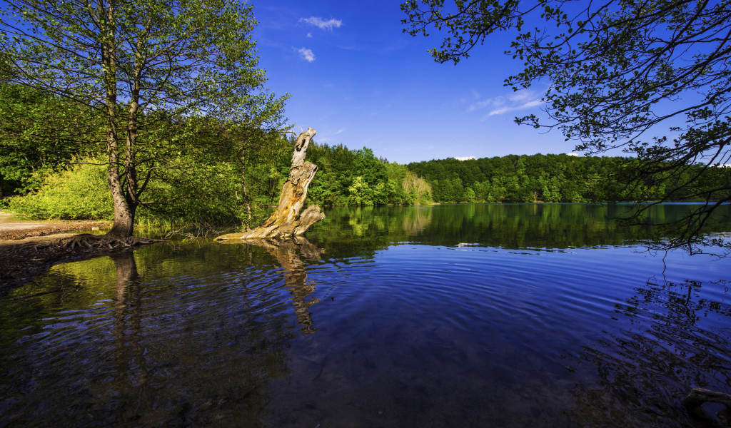 Красивая природа у озера в солнечный день