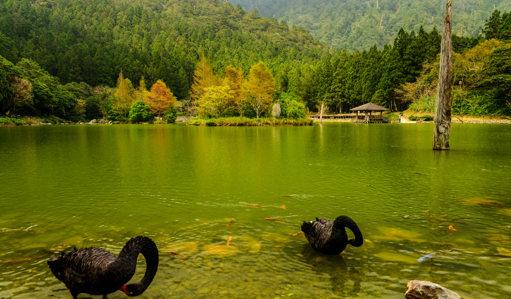 Черные лебеди в пруду на фоне красивого зеленого леса, Япония