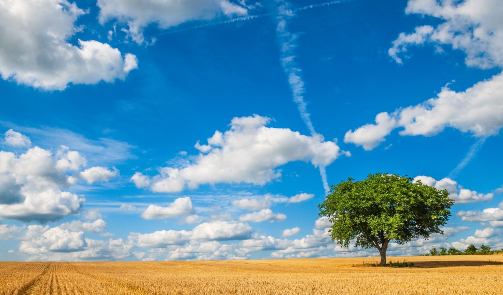 Голубое небо с белыми облаками над полем пшеницы