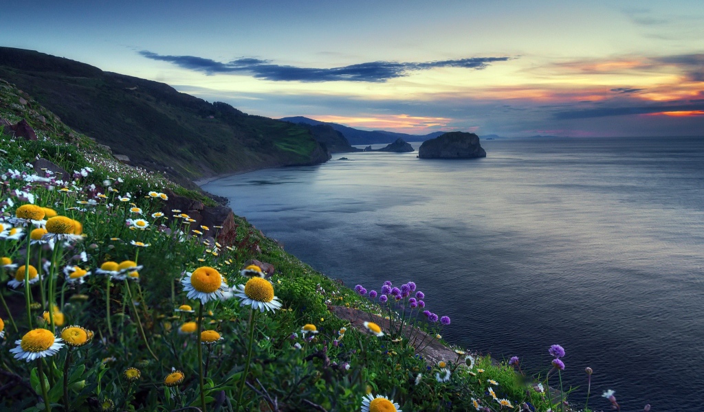 Ромашки на холме у океана 