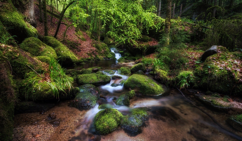 Чистый лесной ручей среди деревьев 