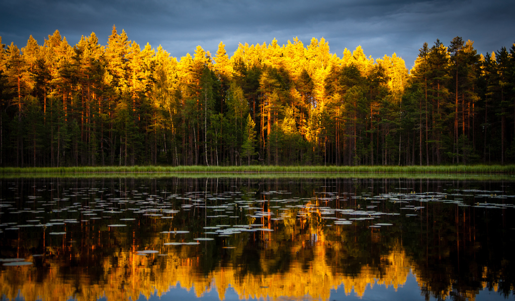 Хвойный лес отражается в чистой воде озера 