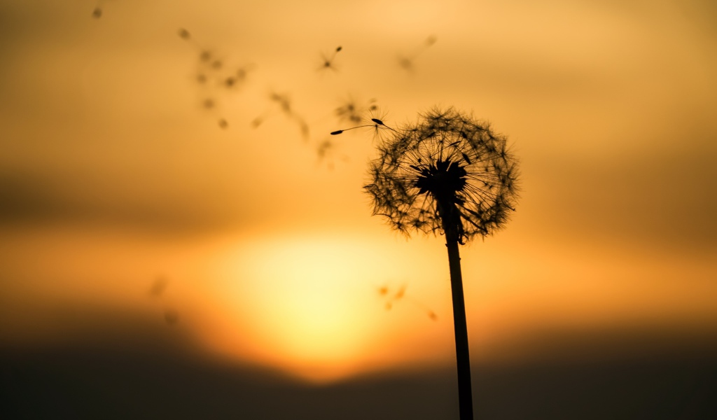 Одуванчик на закате разлетается на ветру 