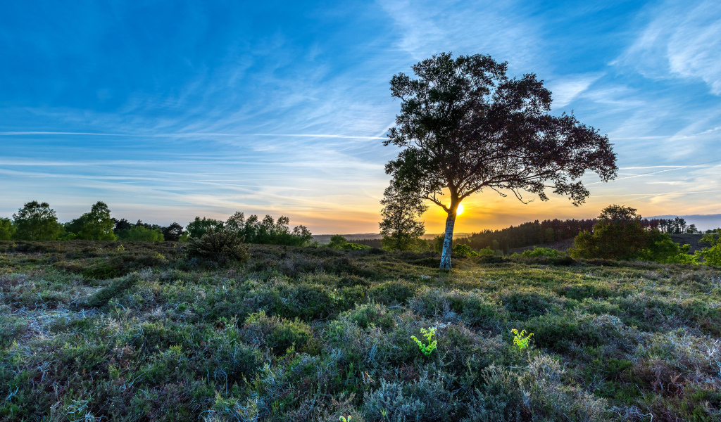 Рассвет солнца в красивом голубом небе над полем