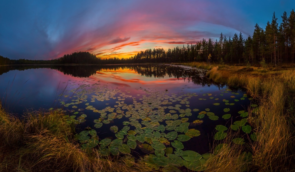 Сухая трава на берегу озера под красивым небом на закате солнца осенью