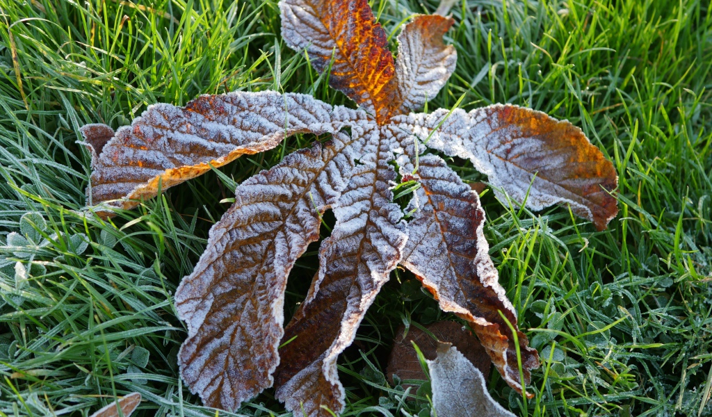Сухой лист покрытый инеем лежит на зеленой траве