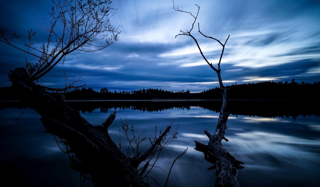 Сухое дерево у озера под красивым ночным небом