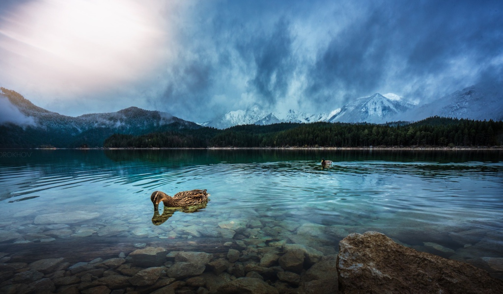 Утки плавают в чистой воде горного озера 