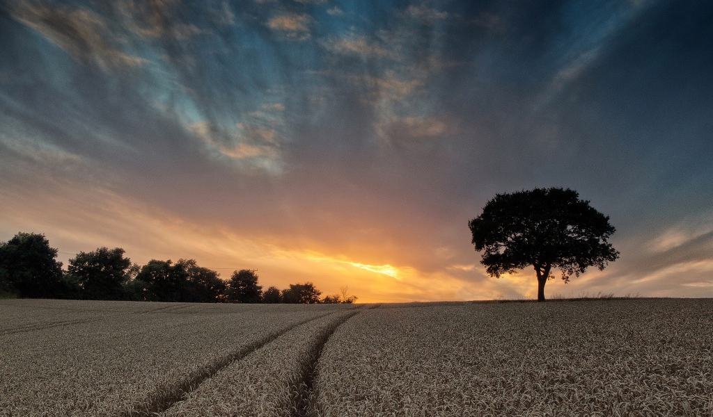 Поле пшеницы летом под красивым небом на закате солнца