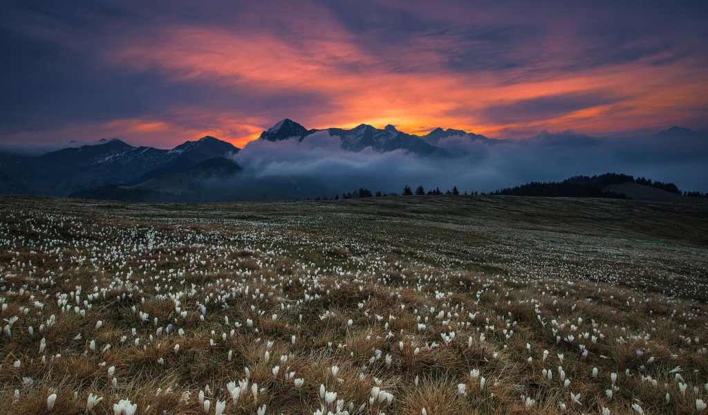 Поле белых крокусов у гор на фоне неба 