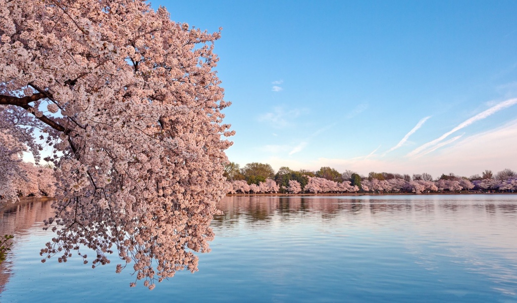 Цветущие деревья сакуры над водой 