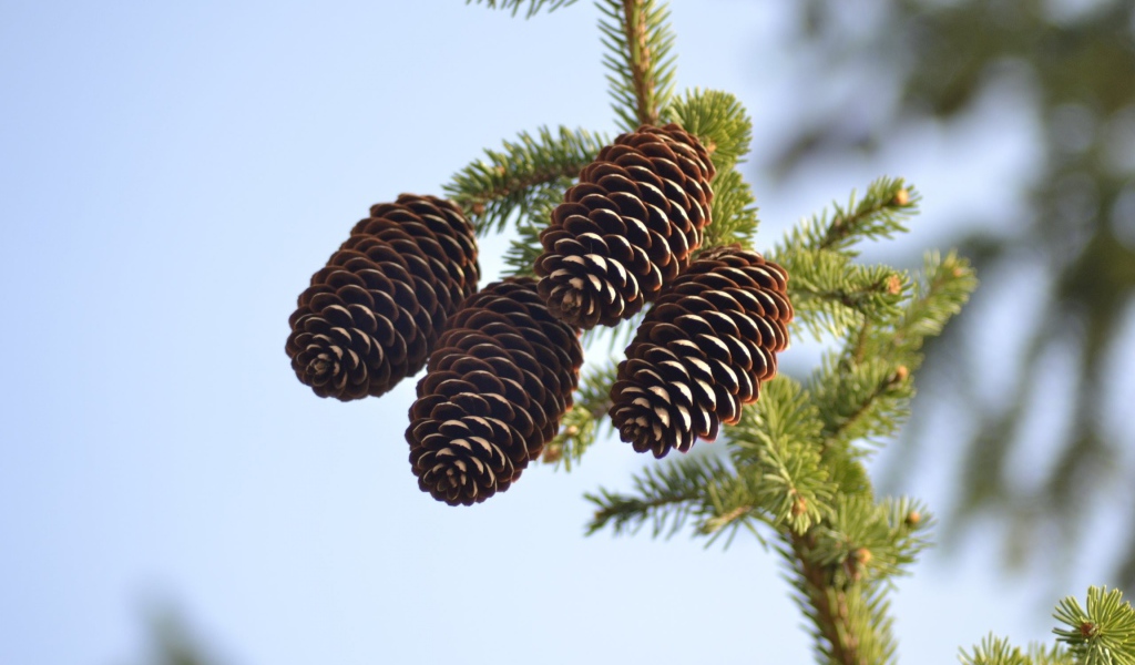 Четыре больших шишки на зеленой еловой ветке