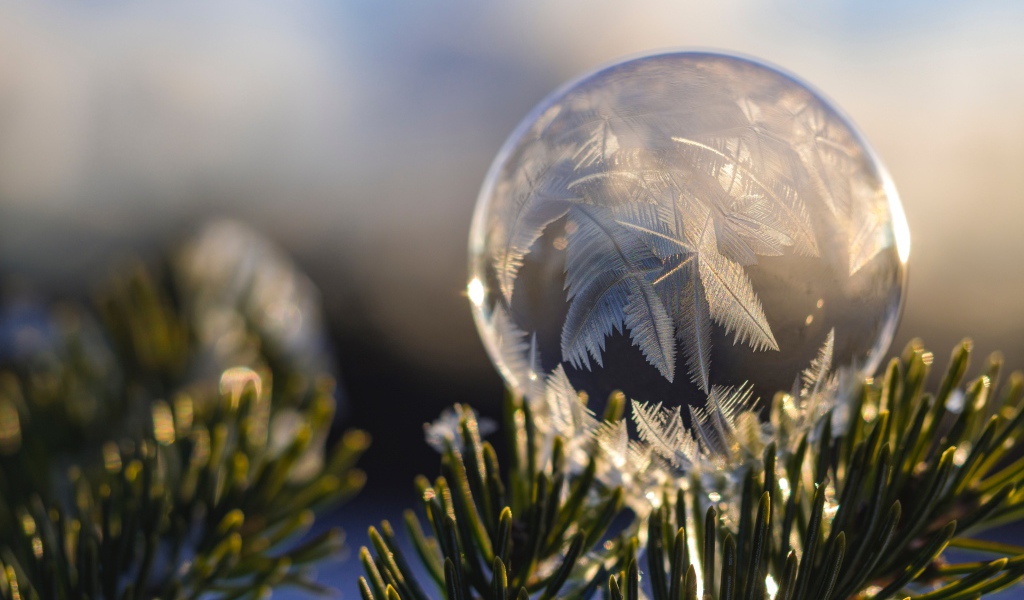 Замерзший мыльный пузырь на еловой ветке зимой