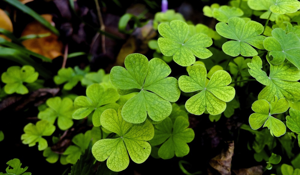 Зеленые листья клевера крупным планом