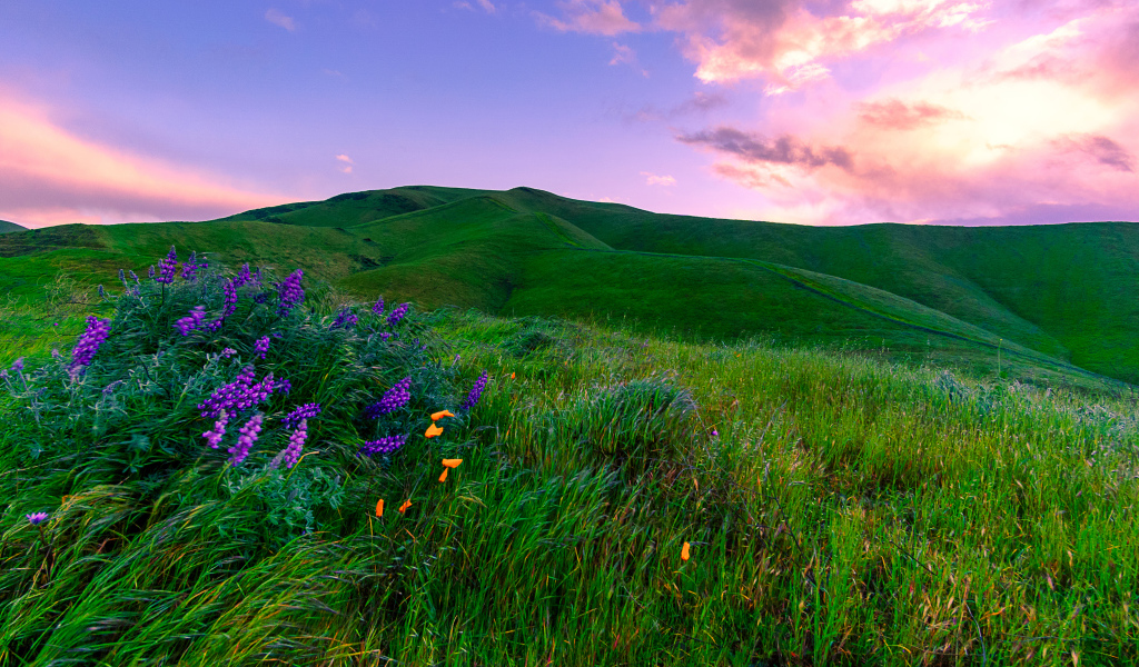 Зеленые луга, Калифорния. США 