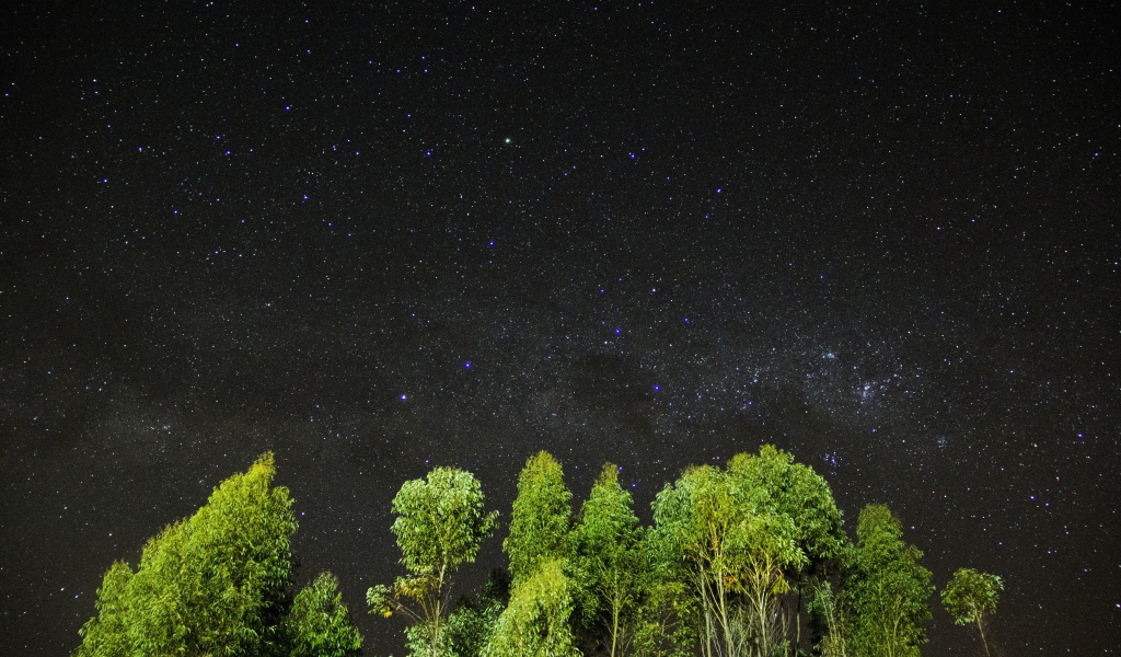 Зеленые верхушки деревьев на фоне звездного неба