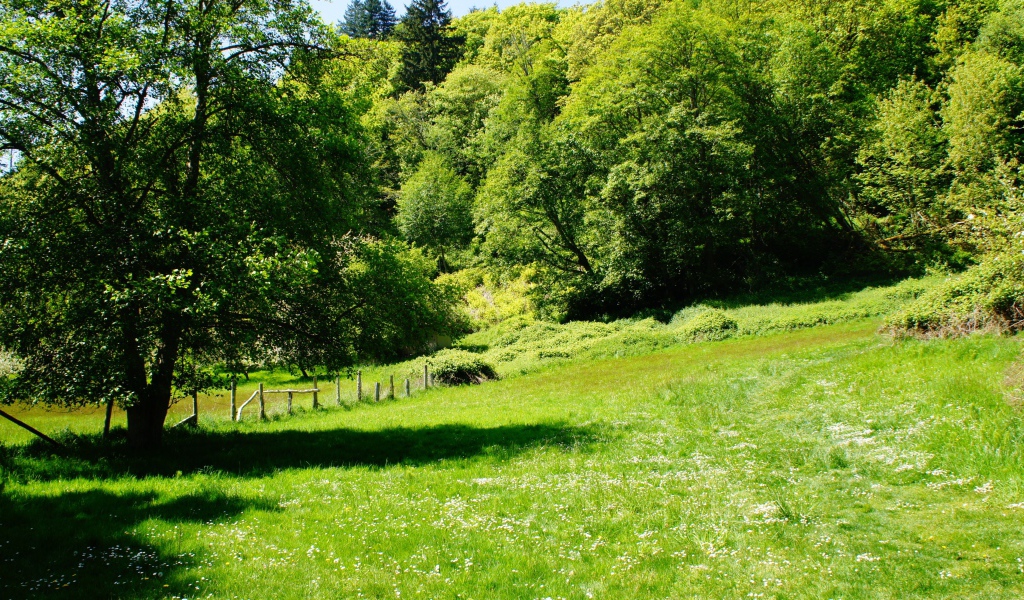 Зеленые деревья и трава летом 