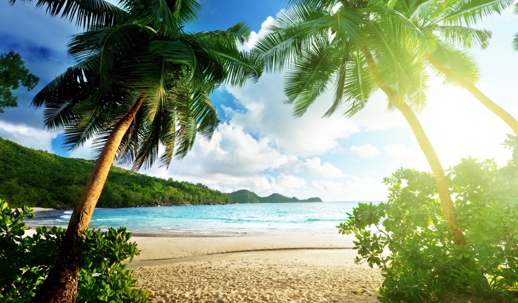 Высокие зеленые пальмы на берегу океана