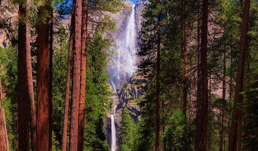 Высокие зеленые сосны на фоне утеса с водопадом