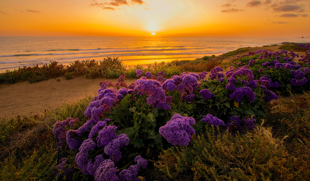 Сиреневые цветы на берегу океана на закате 