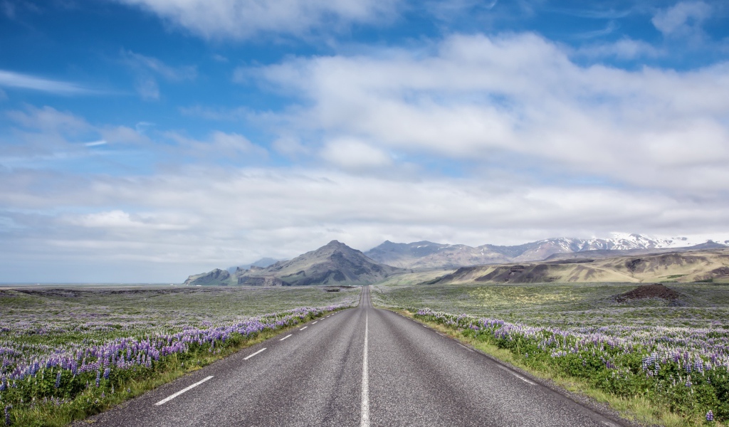 Цветы люпины у дороги под красивым небом