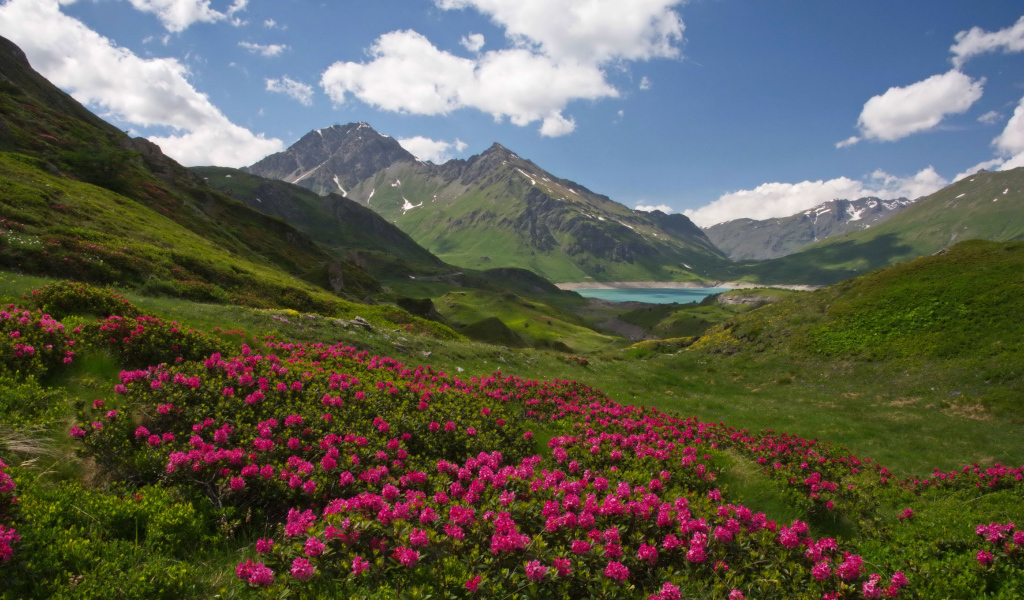 Розовые цветы рододендрон на фоне покрытых зеленью гор