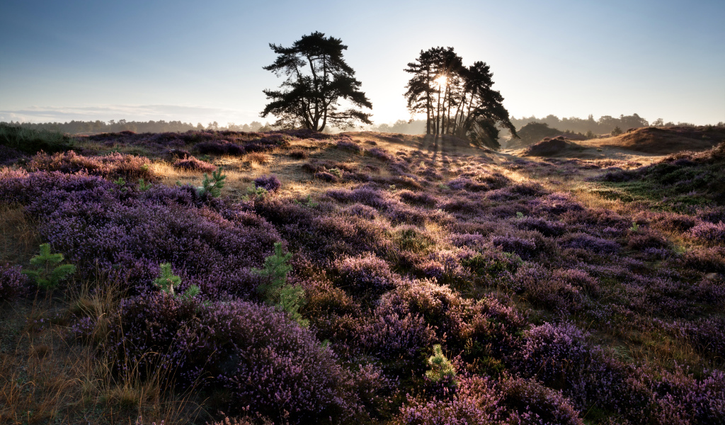 Лиловые полевые цветы и деревья в лучах солнца на рассвете