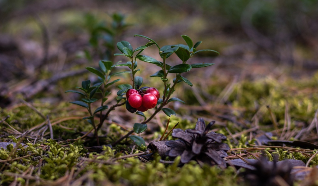 Красные ягоды клюквы на траве с сухими опавшими сосновыми шишками