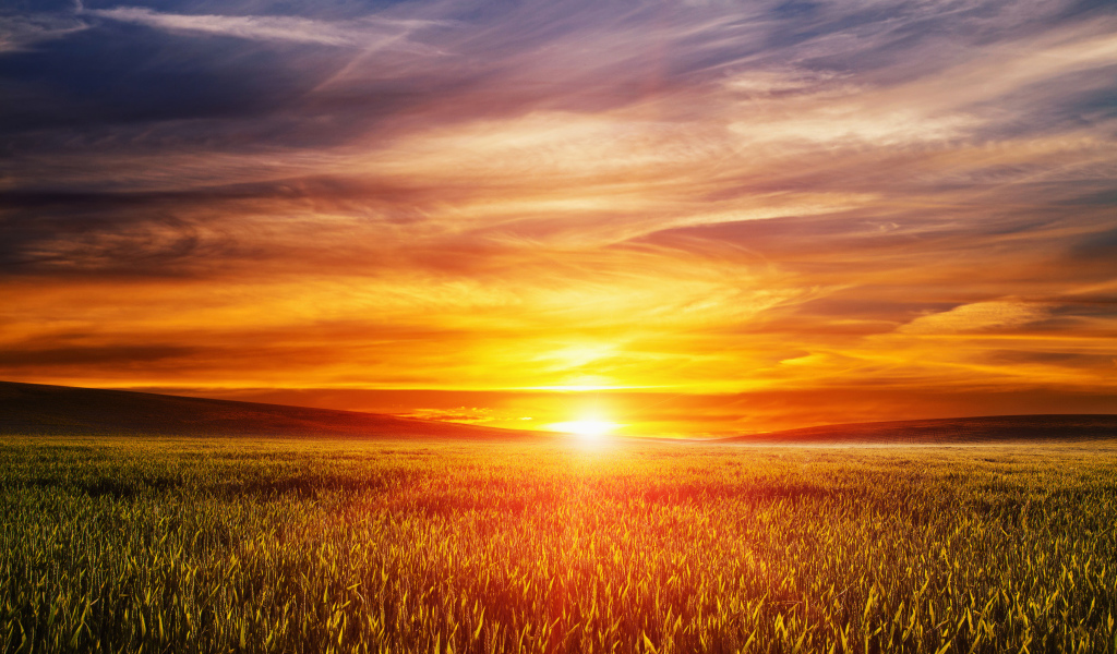 Закат летнего солнца над пшеничным полем 