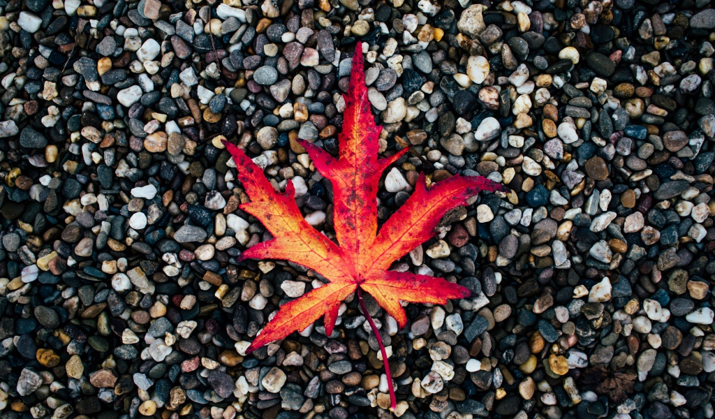 Опавший желтый лист лежит на мелких камнях