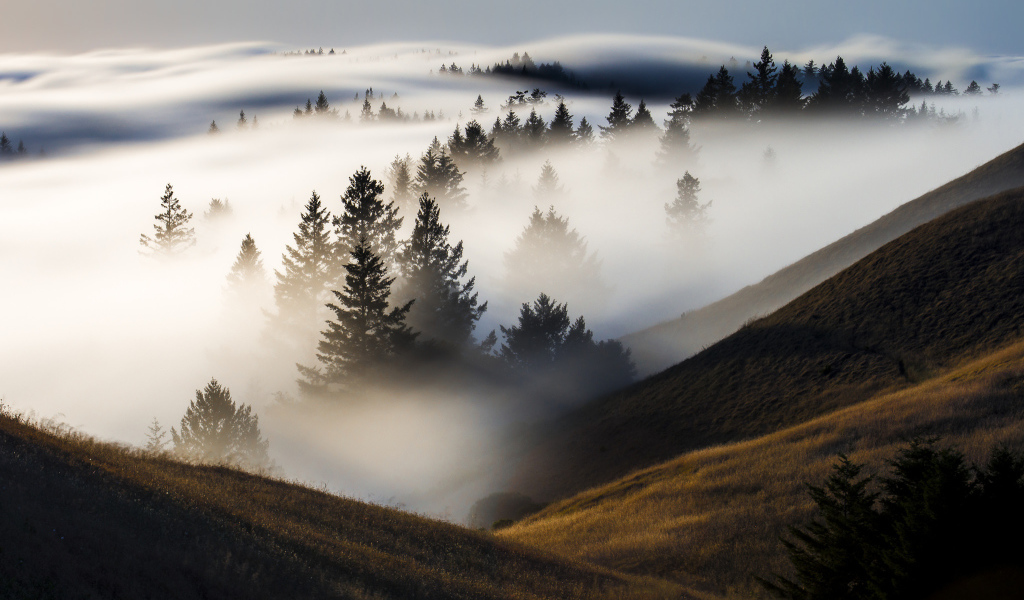 Утренний туман покрыл деревья и холмы