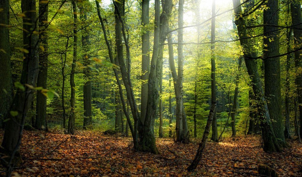 Солнце пробивается сквозь деревья в лесу 