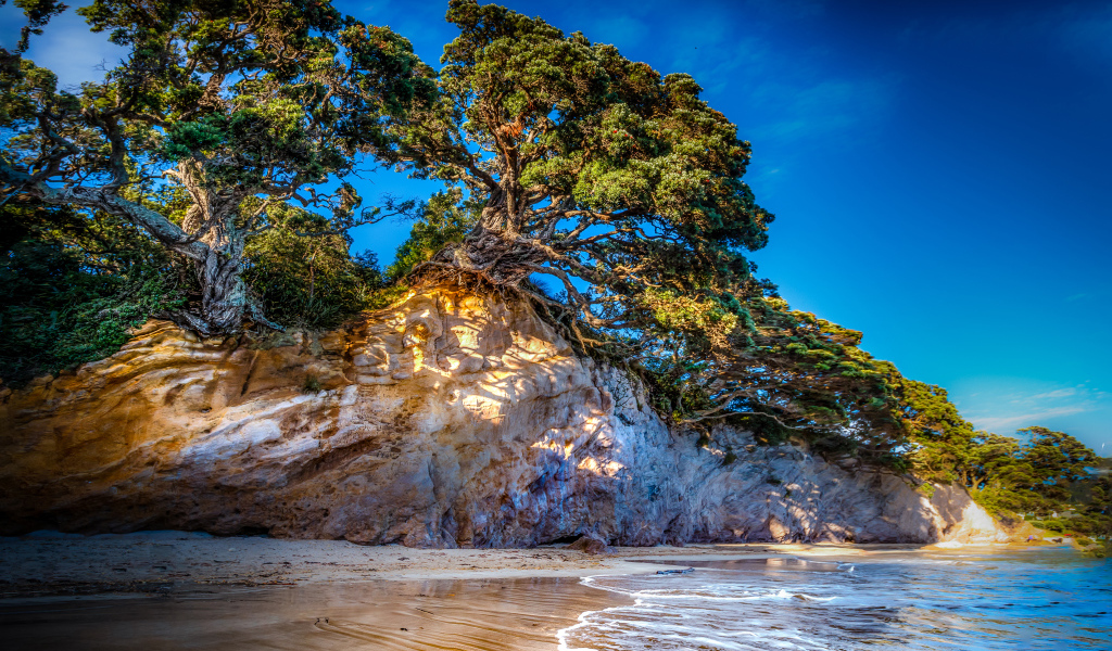 Деревья на склоне скалы у океана 