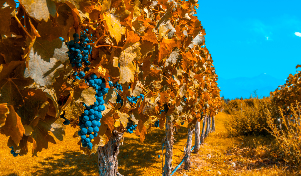 Виноградники со спелым синим виноградом под голубым небом осенью