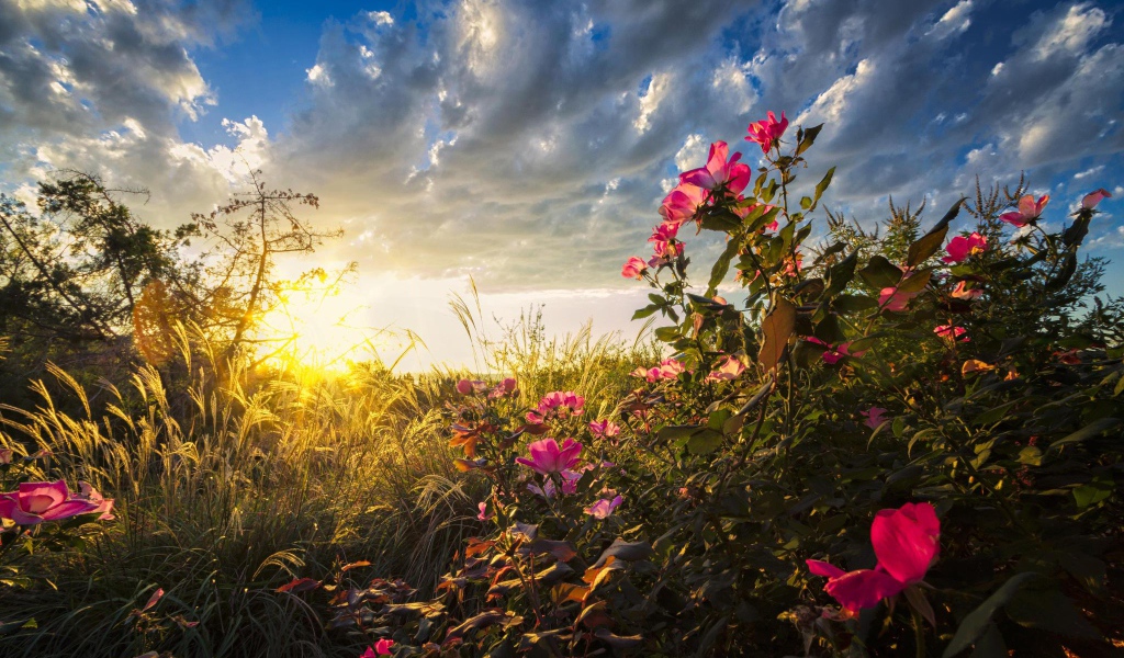 Теплые солнечные лучи падают на цветы на рассвете