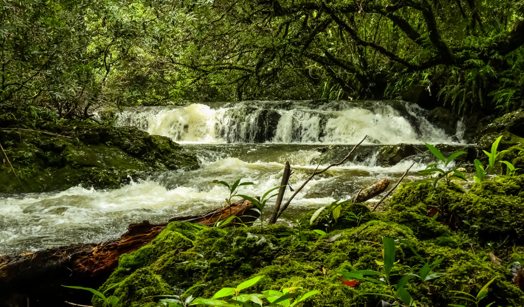 Водопад в лесу между деревьев, Франция 
