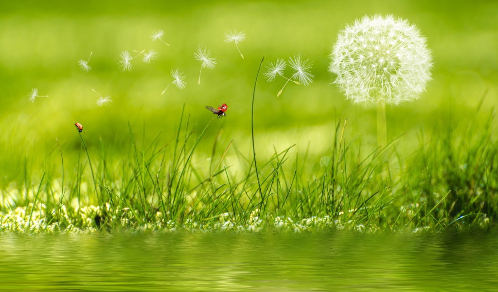 Белый одуванчик с зеленой травой у воды