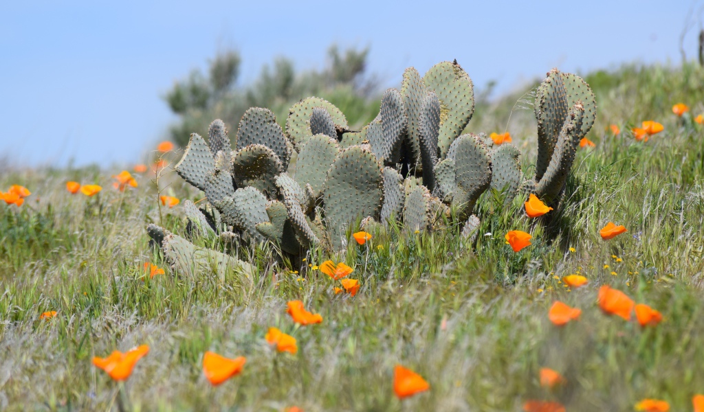 Дикий пустынный кактус и желтые маки  в Калифорнии 