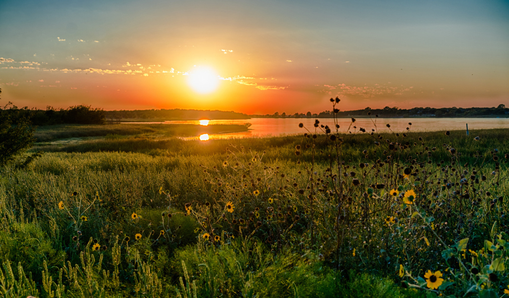 Полевые цветы на закате солнца над озером
