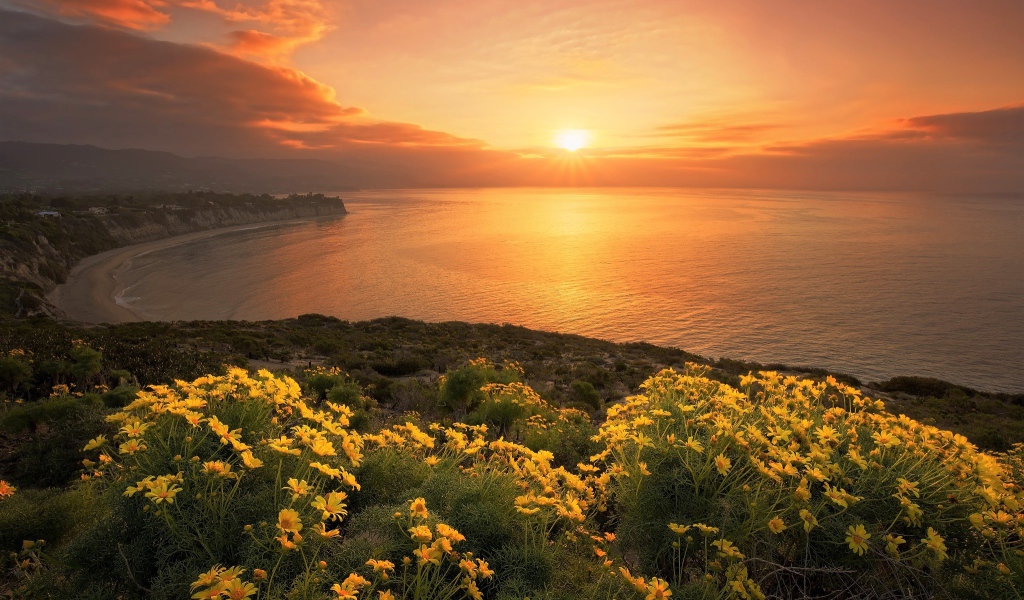 Желтые цветы на берегу океана на закате солнца