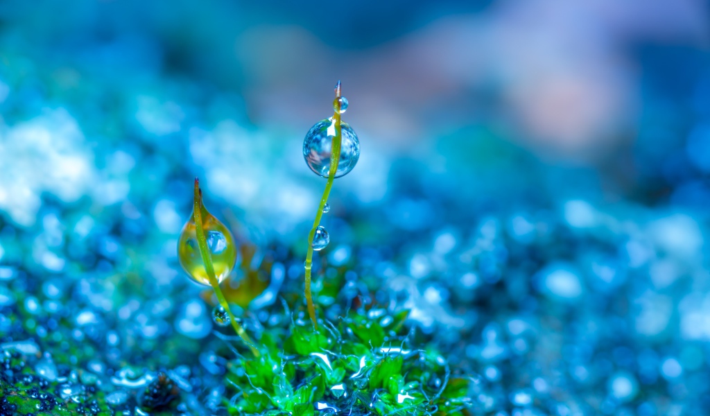 Молодой зеленый росток травы в каплях росы