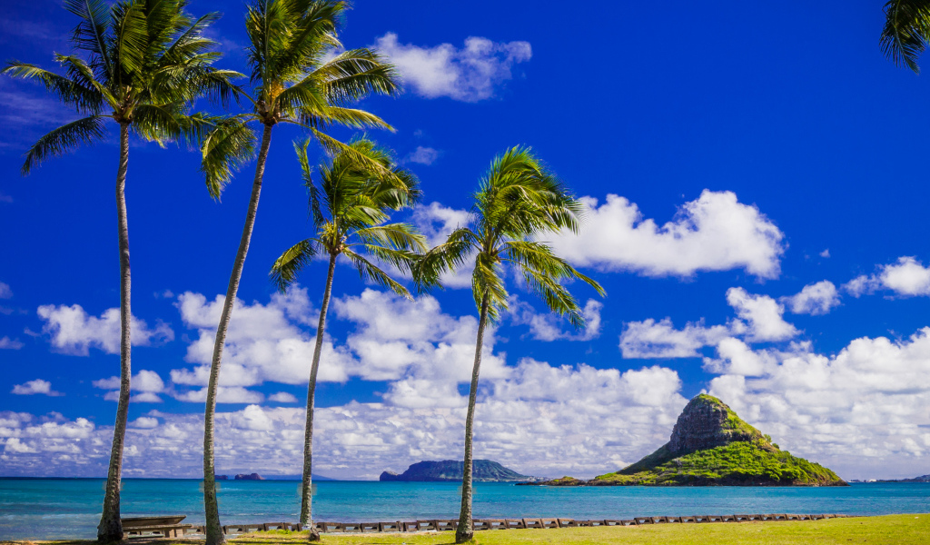 Пальмы на побережье под красивым голубым небом с белыми облаками, Гавайи. США