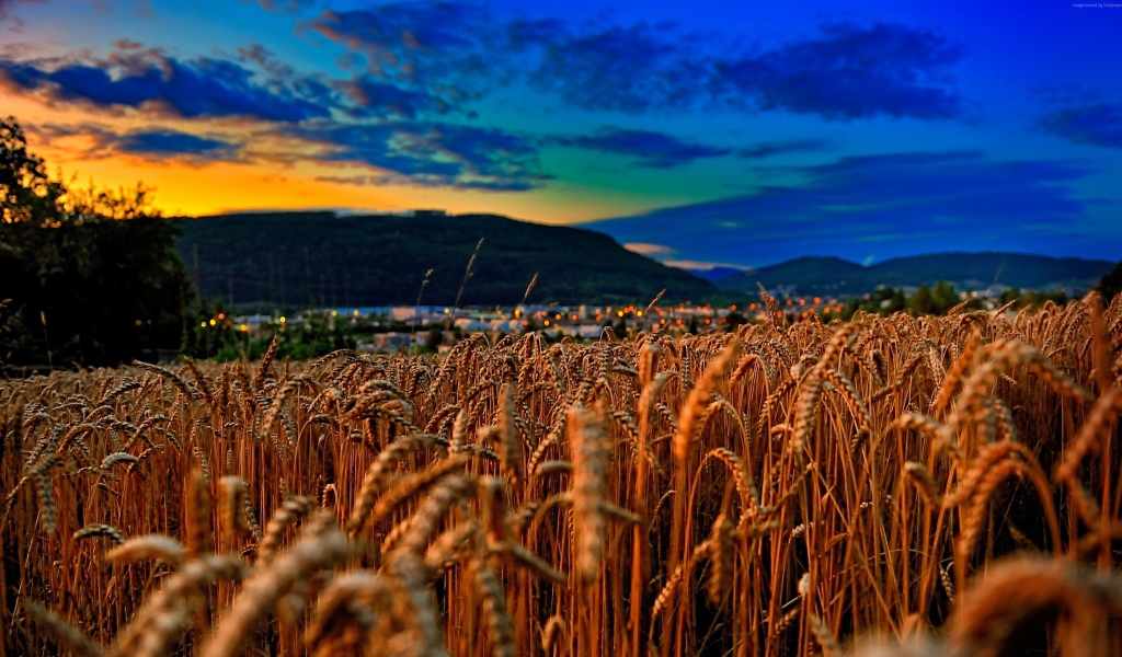 Поле спелой пшеницы на фоне красивого неба на закате