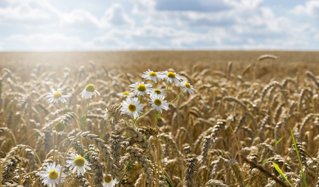 Ромашки растут на поле желтой пшеницы