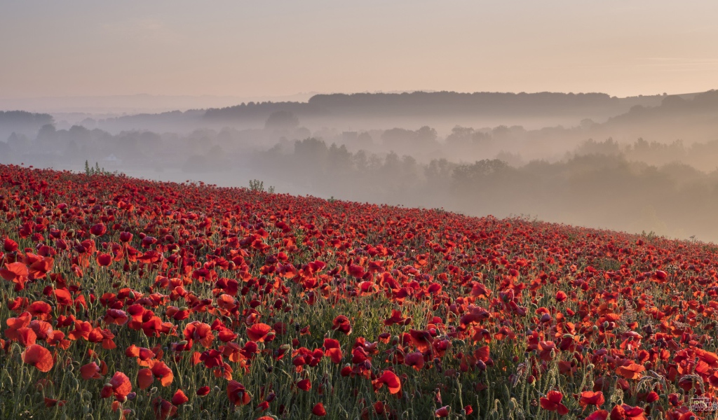 Поле красных маков в утреннем тумане