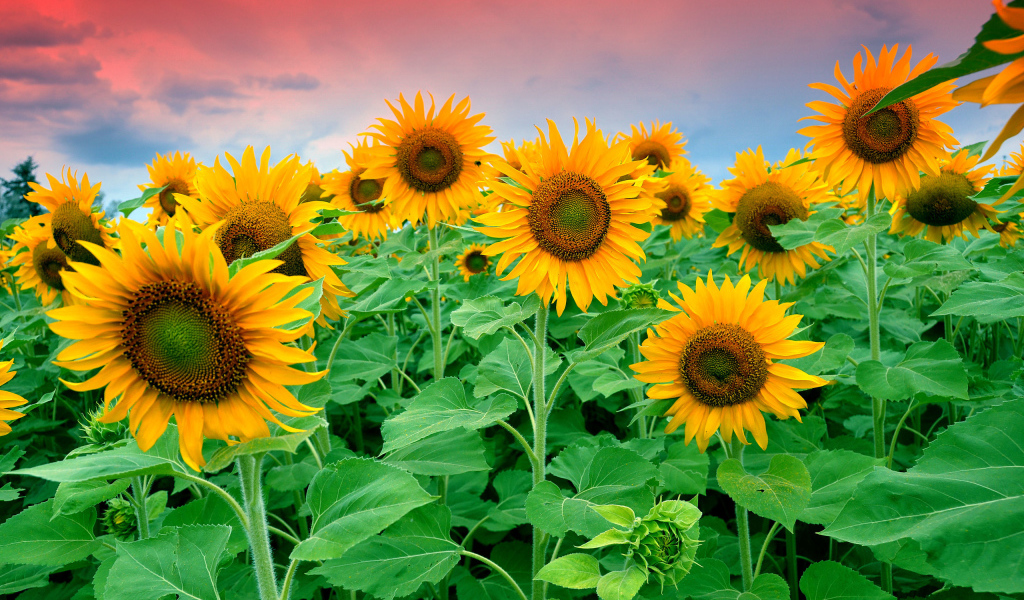 Цветущие подсолнухи в поле под красивым небом 