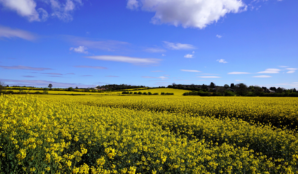 Рапсовое поле под красивым голубым небом с белыми облаками