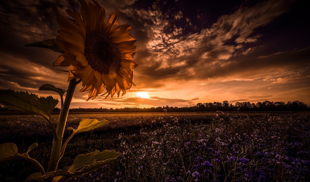 Подсолнух в поле с голубыми цветами на фоне неба 