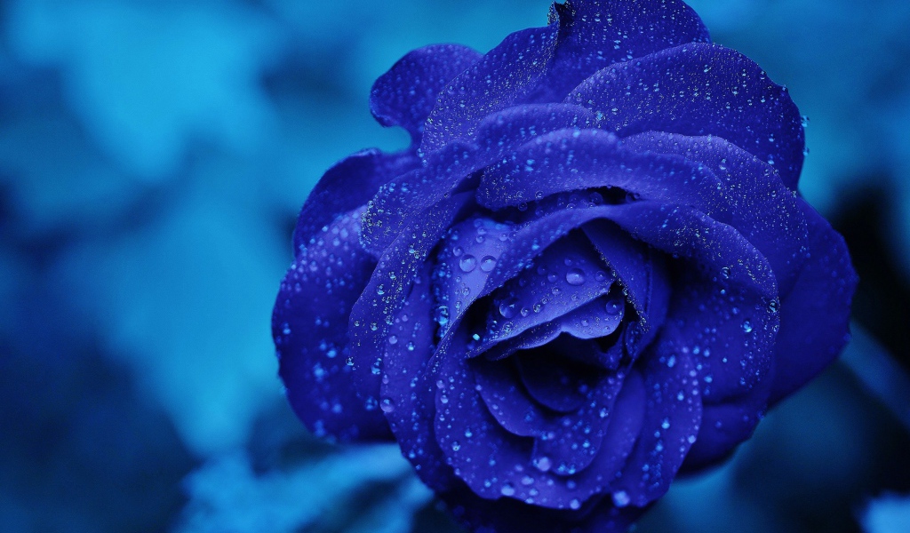 Голубая роза в капельках росы 